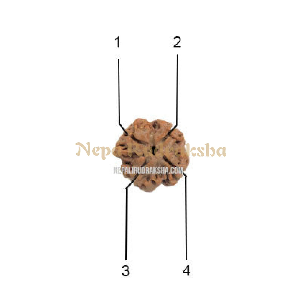 4 Mukhi Medium Sized Rudraksha Face Reference