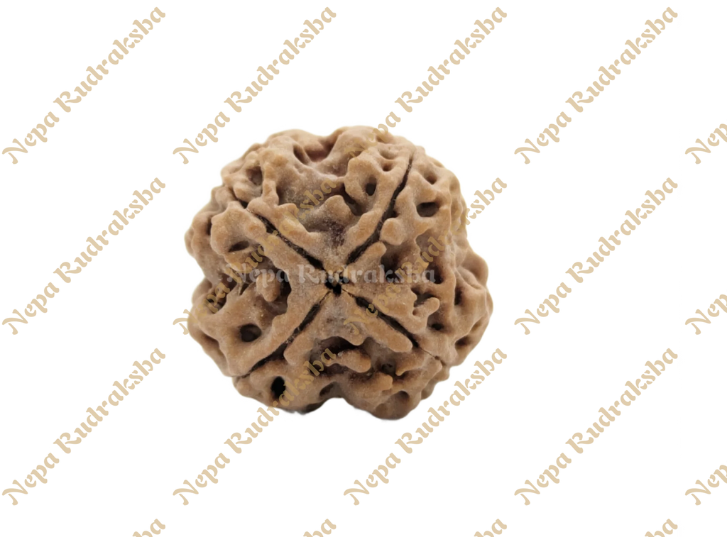 4 Mukhi Medium Sized Rudraksha Back Face