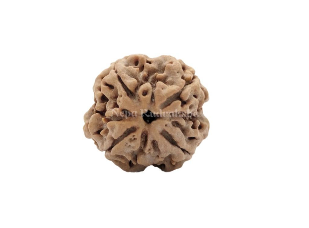 4 Mukhi Medium Sized Rudraksha Front Face