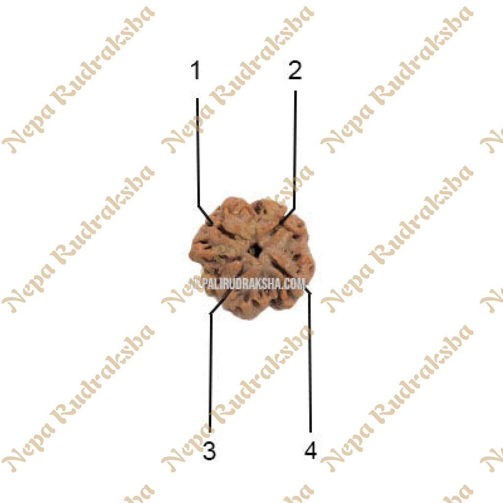 4 Mukhi Medium Sized Rudraksha Face Reference