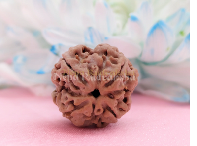 4 Mukhi (Medium) Rudraksha