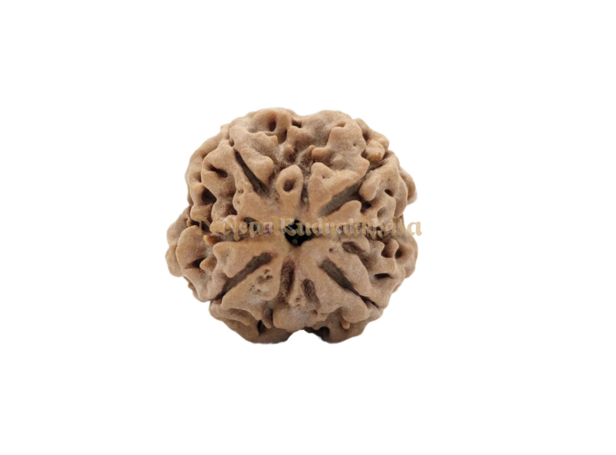 4 Mukhi (Medium) Rudraksha