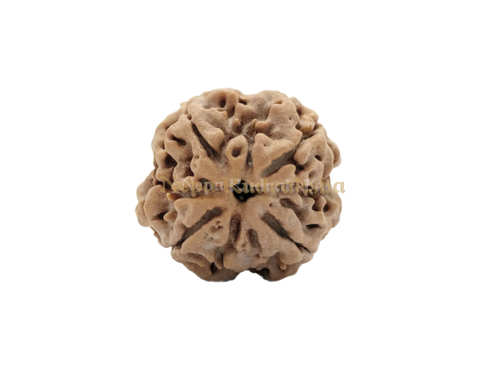 4 Mukhi Medium Sized Rudraksha Front Face