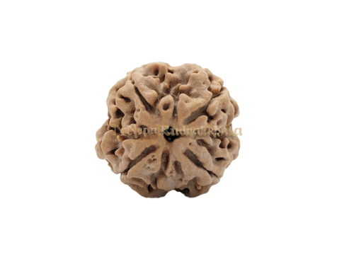 4 Mukhi Medium Sized Rudraksha Front Face