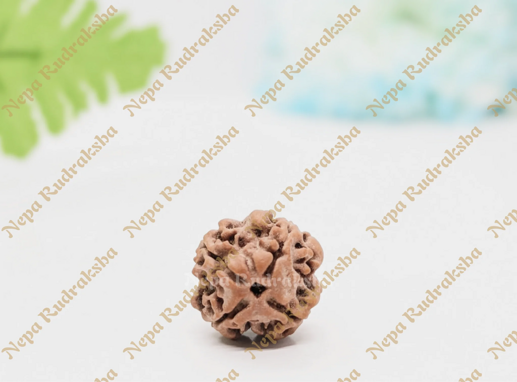 Four Mukhi Nepali Rudraksha