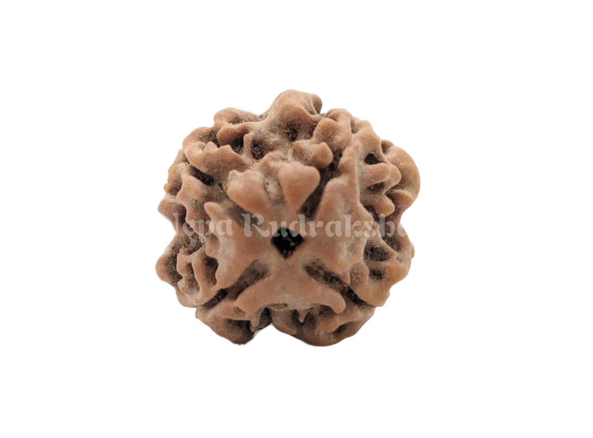 4 Mukhi (Regular) Rudraksha