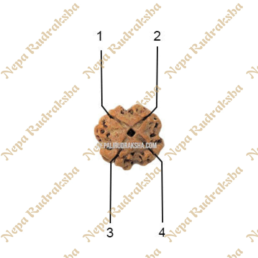 4 mukhi nepali rudraksha lining