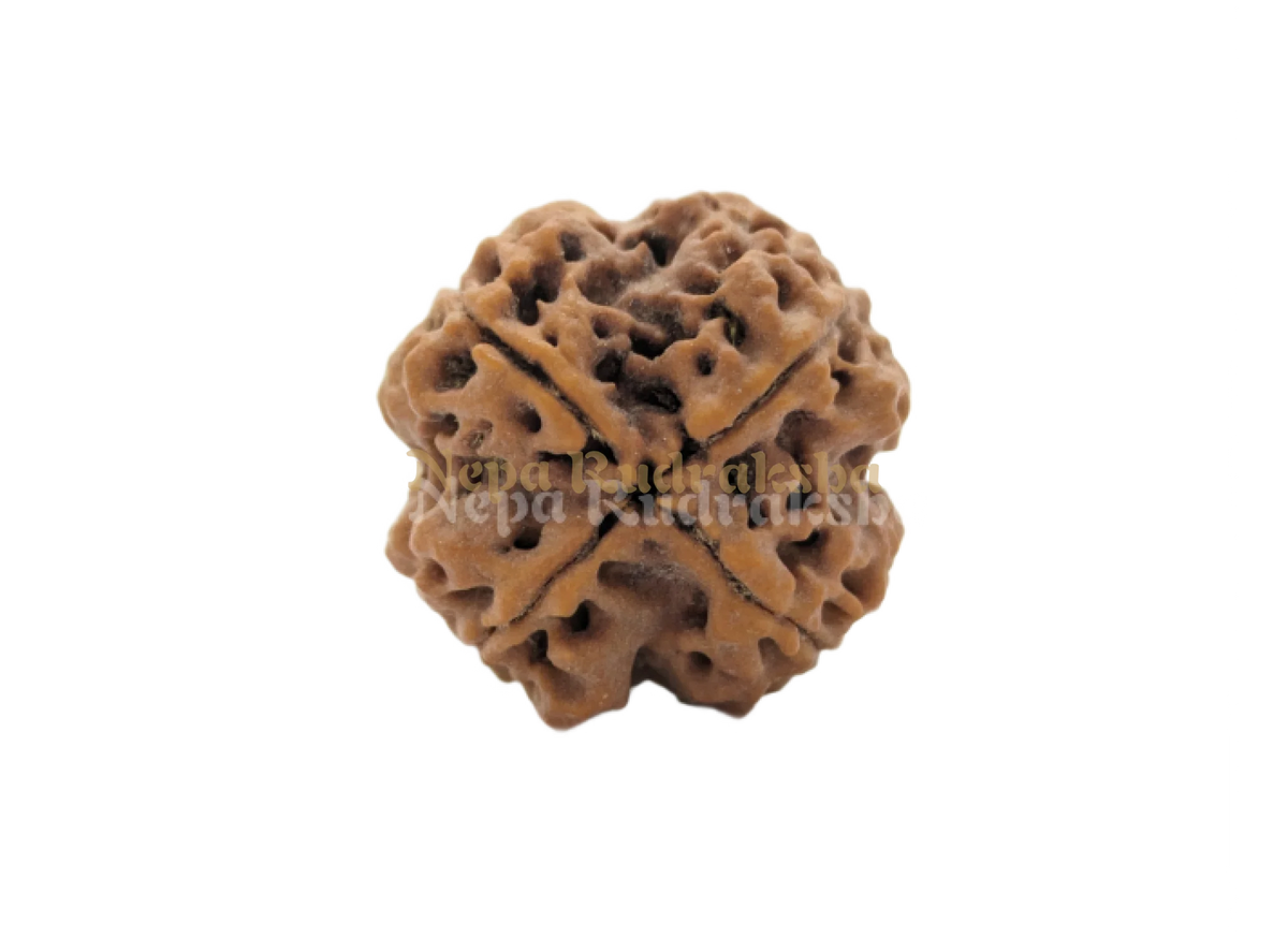 4 Mukhi (Regular) Rudraksha