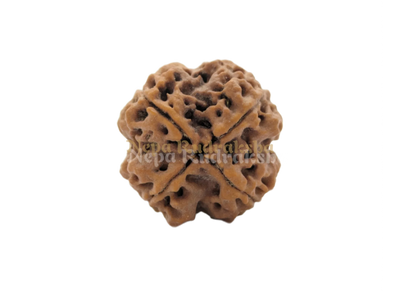 4 Mukhi (Regular) Rudraksha