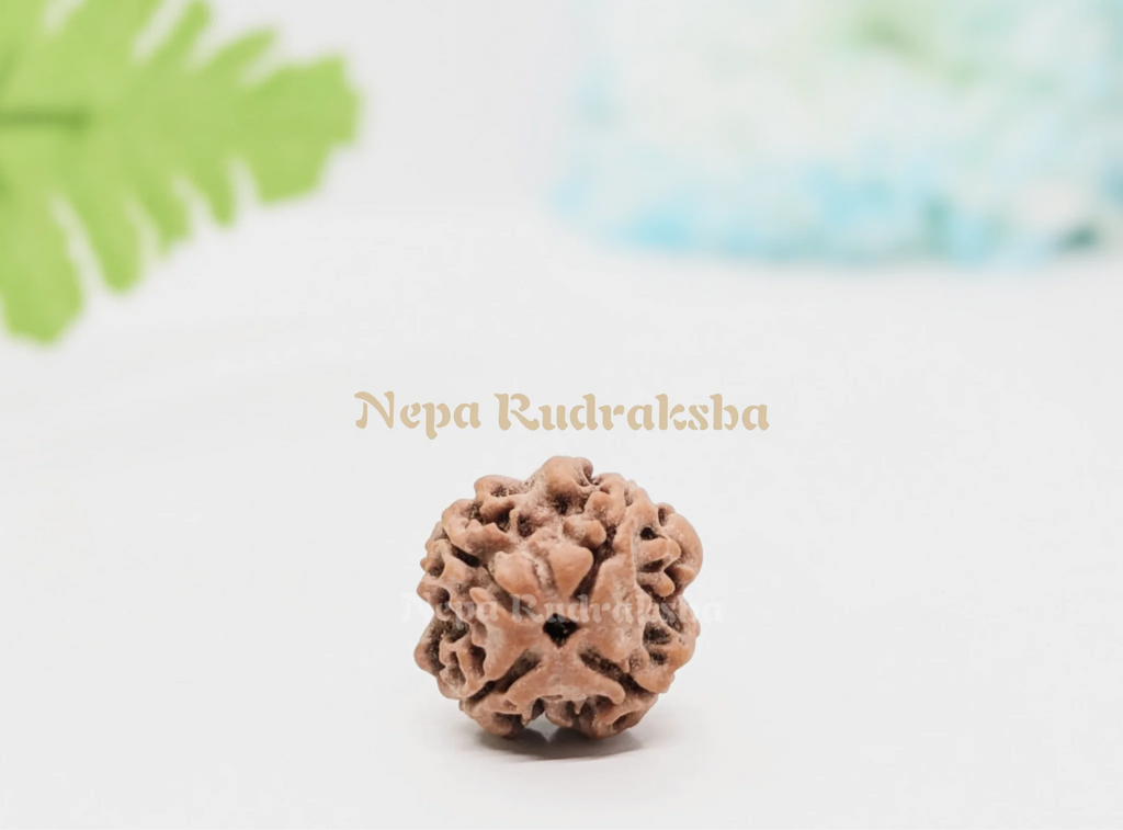 Four Mukhi Nepali Rudraksha