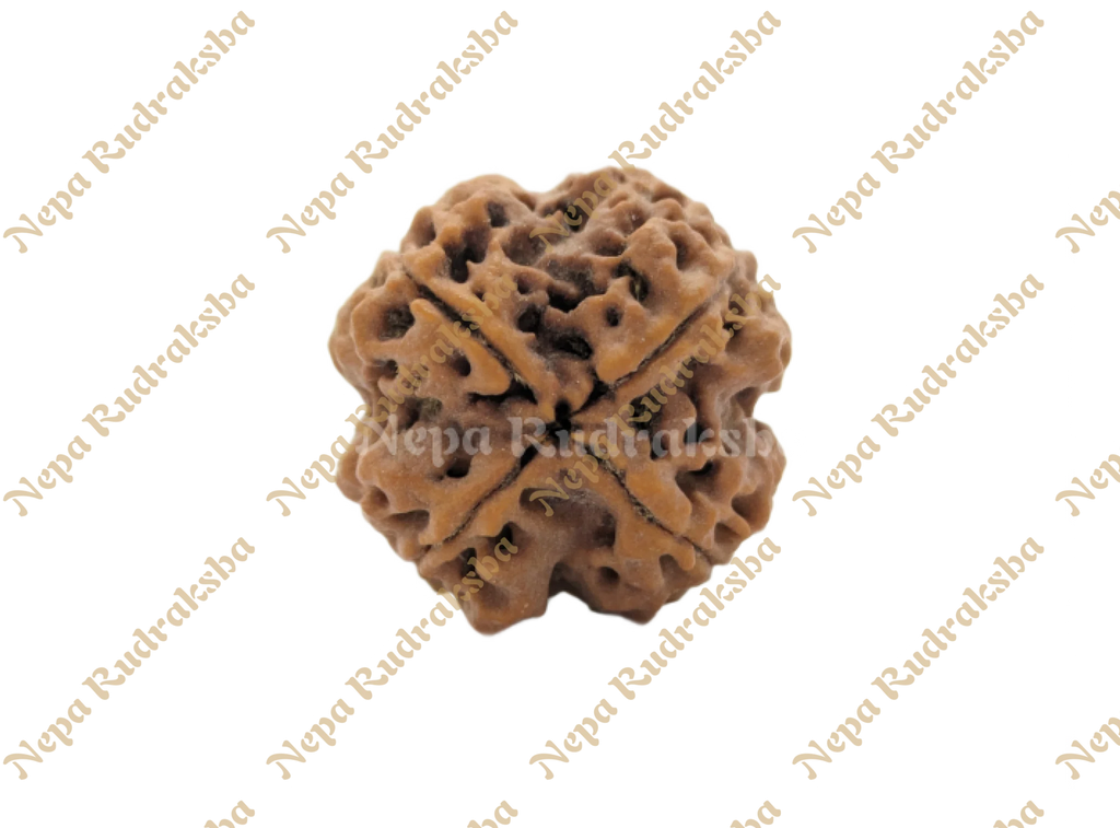 Nepali Four Mukhi Rudraksha