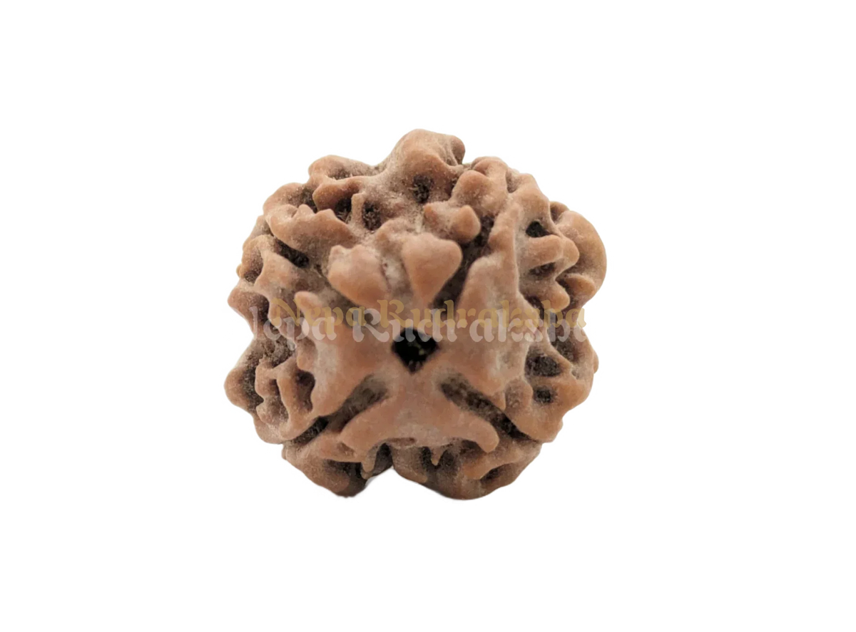 4 Mukhi (Regular) Rudraksha