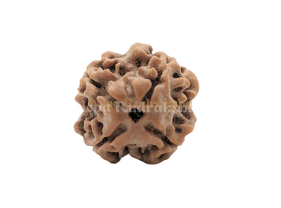 4 Mukhi (Regular) Rudraksha