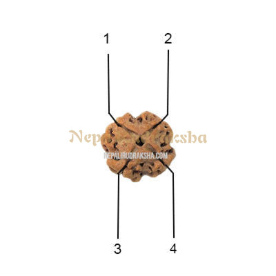 4 Mukhi (Regular) Rudraksha