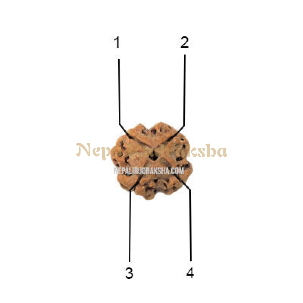 4 mukhi nepali rudraksha lining