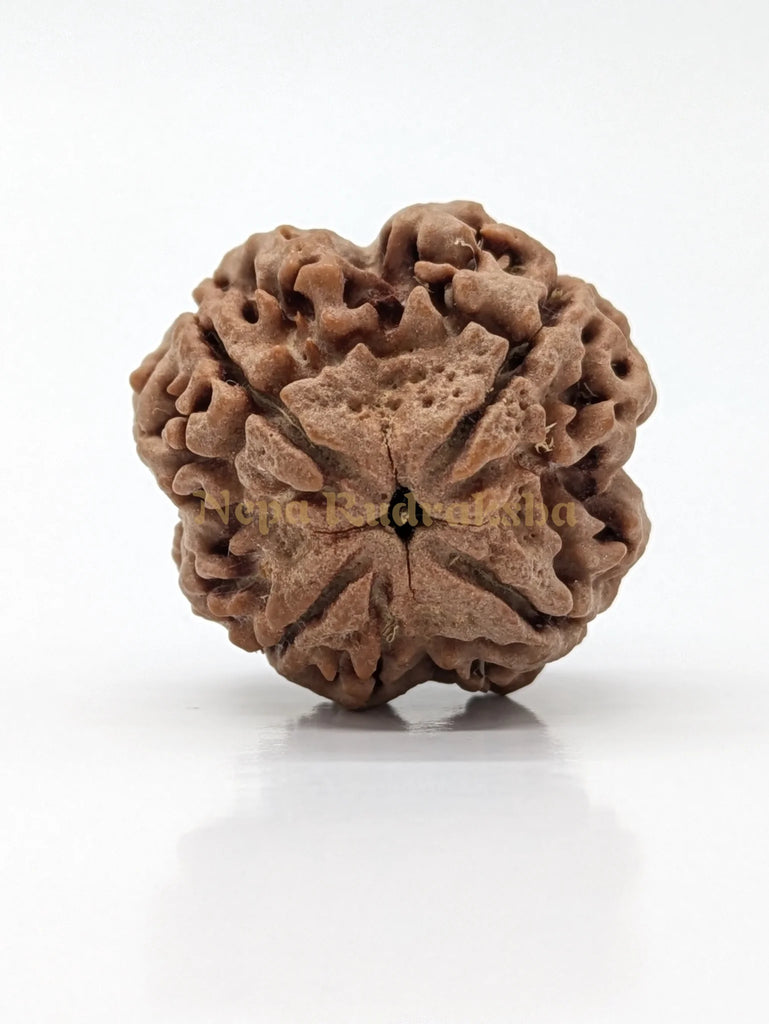 4 Mukhi (Super Collector) Rudraksha