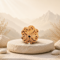 4 Mukhi (Regular) Rudraksha