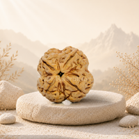 4 Mukhi (Super Collector) Rudraksha