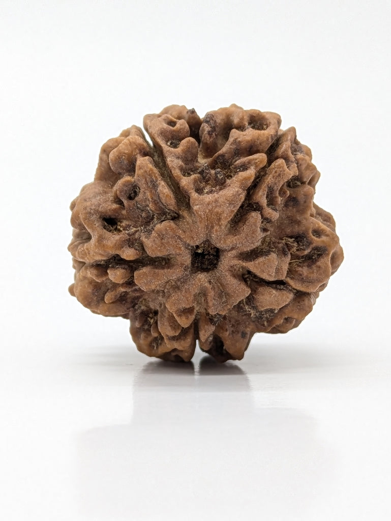 5 Mukhi (Super Collector) Rudraksha