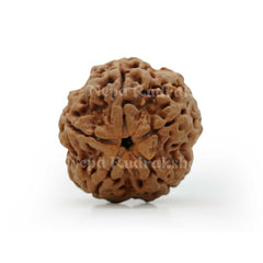 5 Mukhi (Collector) Rudraksha