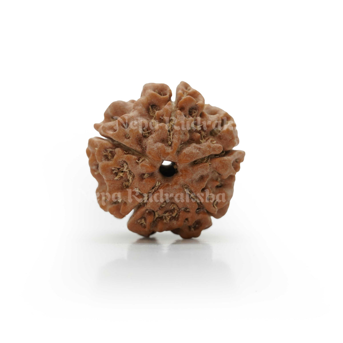 5 Mukhi (Regular) Rudraksha