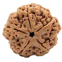 5 mukhi