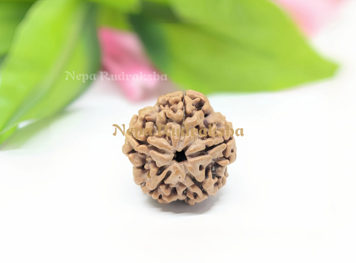 5 Mukhi (Collector) Rudraksha