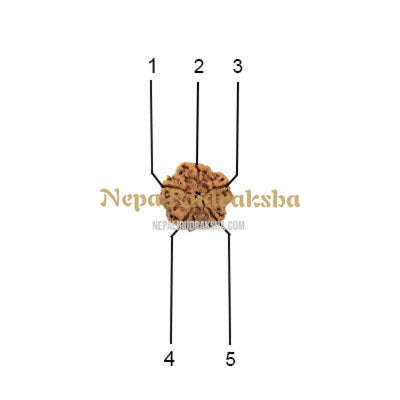 5 Mukhi (Collector) Rudraksha