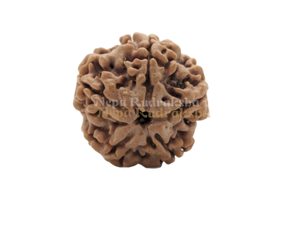 5 Mukhi Collector Sized Rudraksha