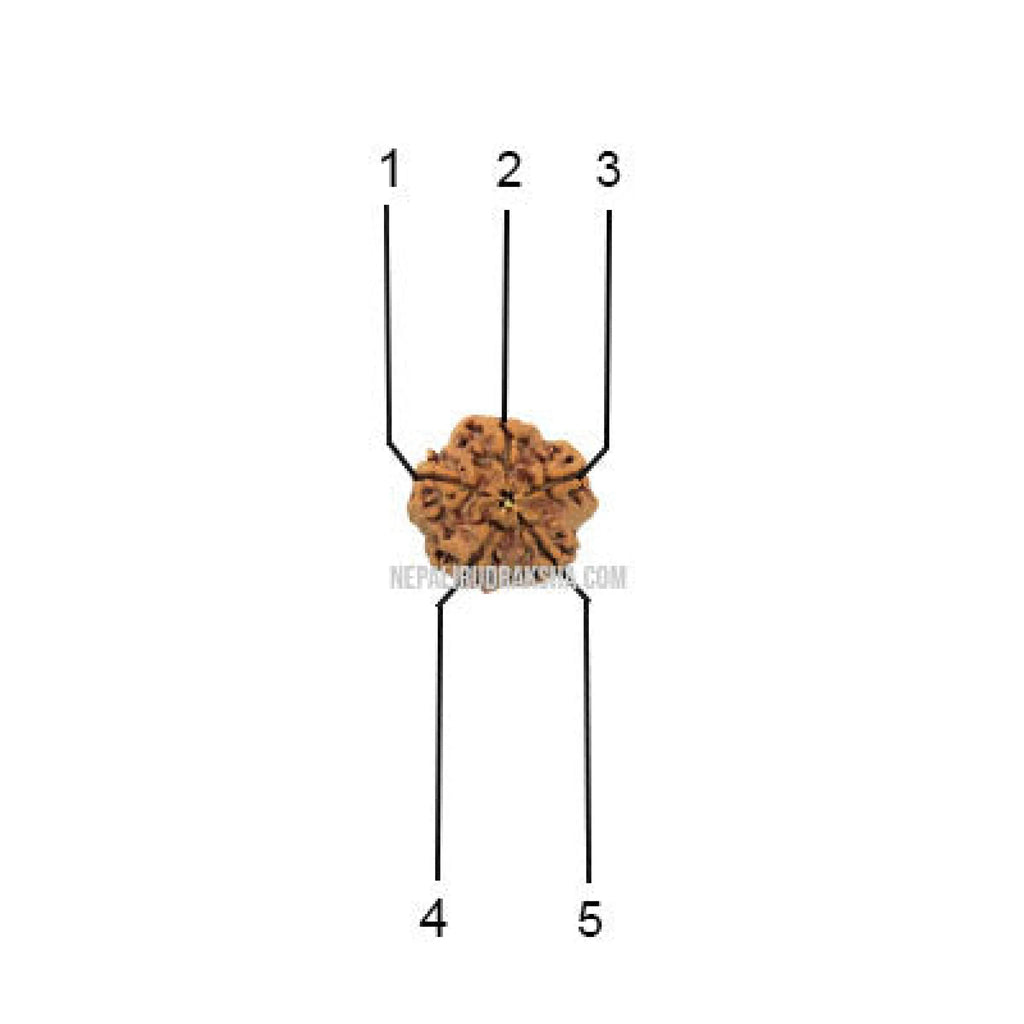 5 Mukhi Collector Sized Rudraksha Face Count