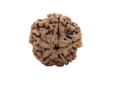 5 Mukhi (Collector) Rudraksha