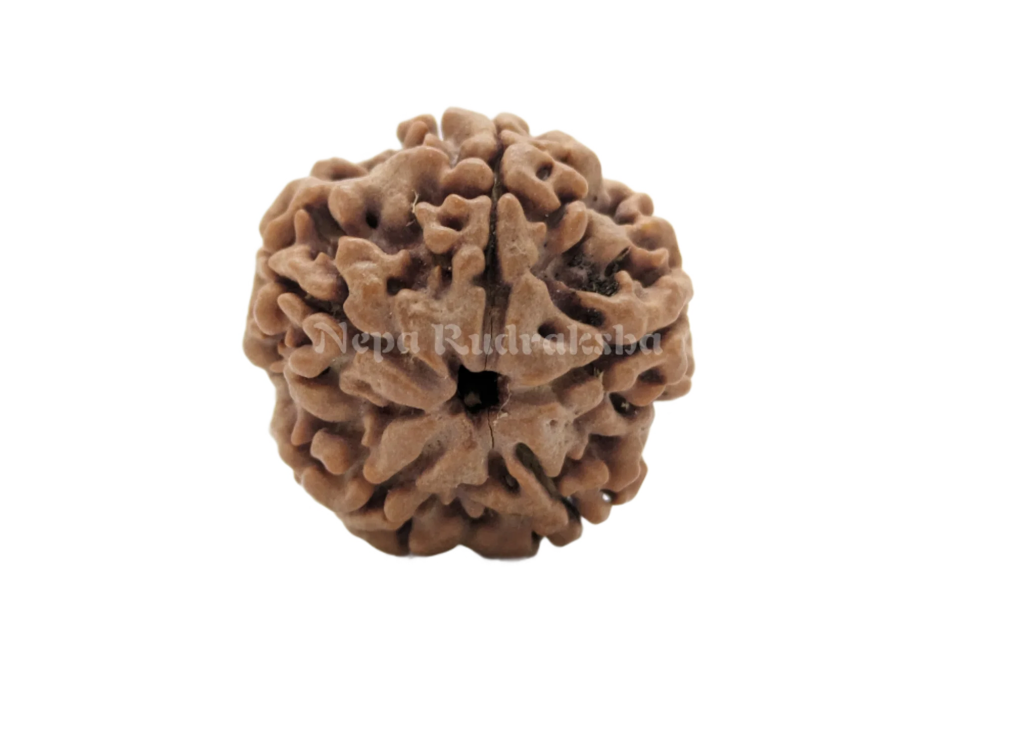 5 Mukhi (Collector) Rudraksha