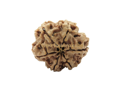 5 Mukhi (Collector) Rudraksha