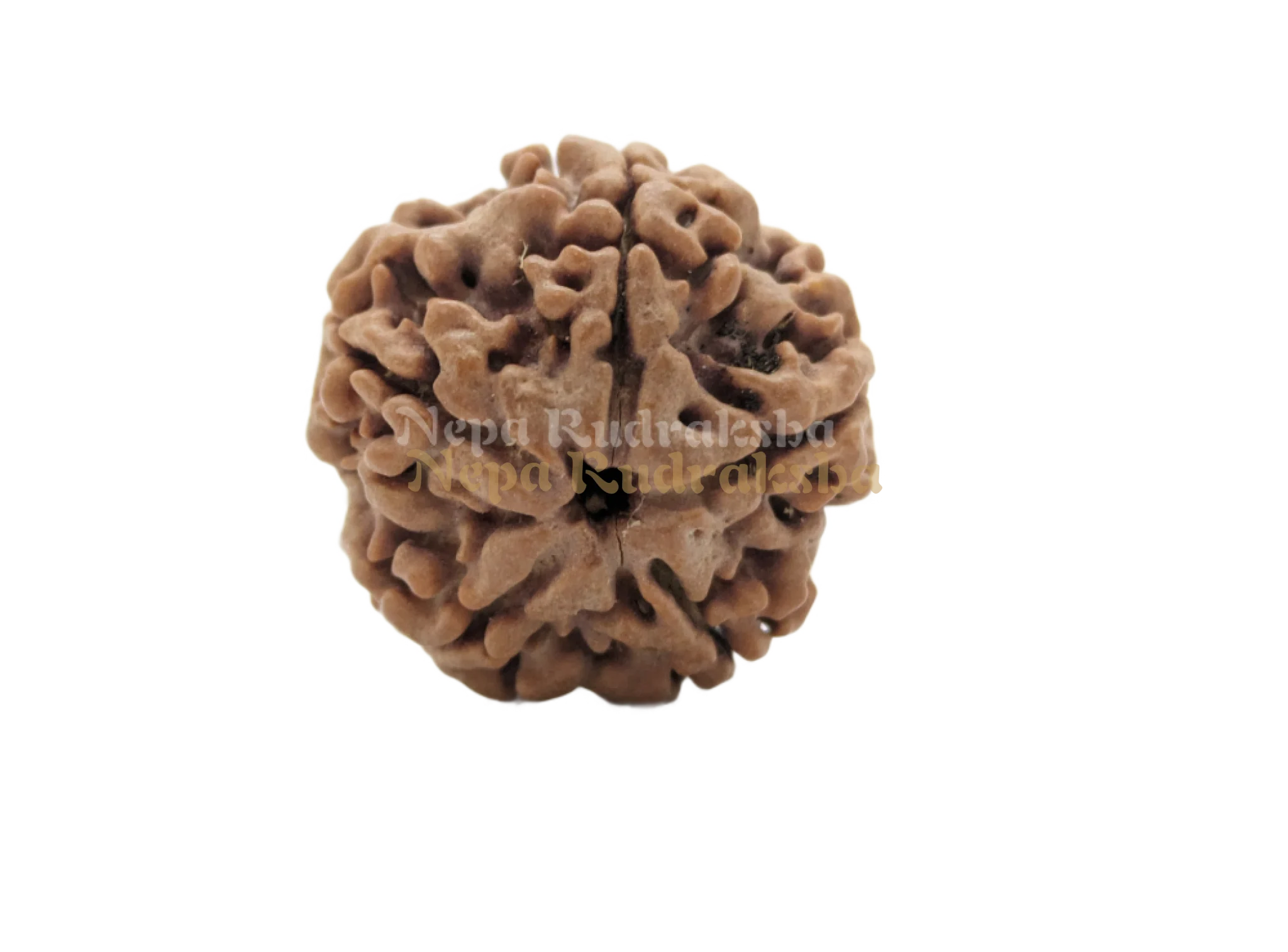 5 Mukhi (Collector) Rudraksha