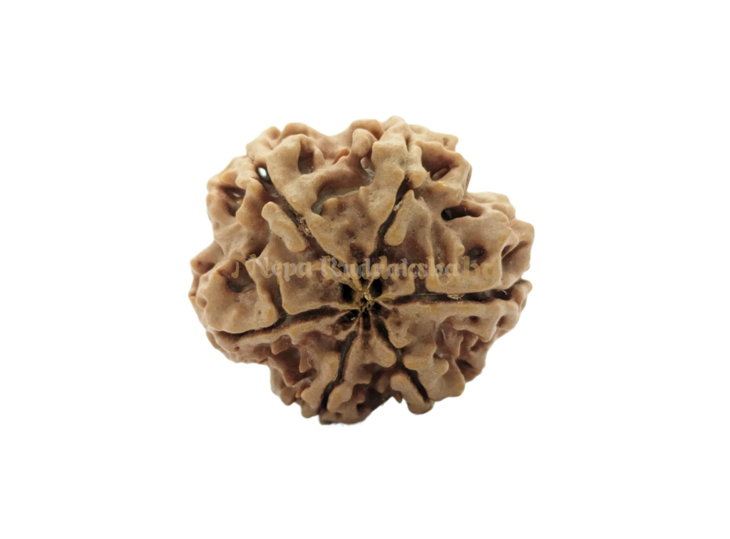 5 Mukhi Collector Sized Rudraksha Back View