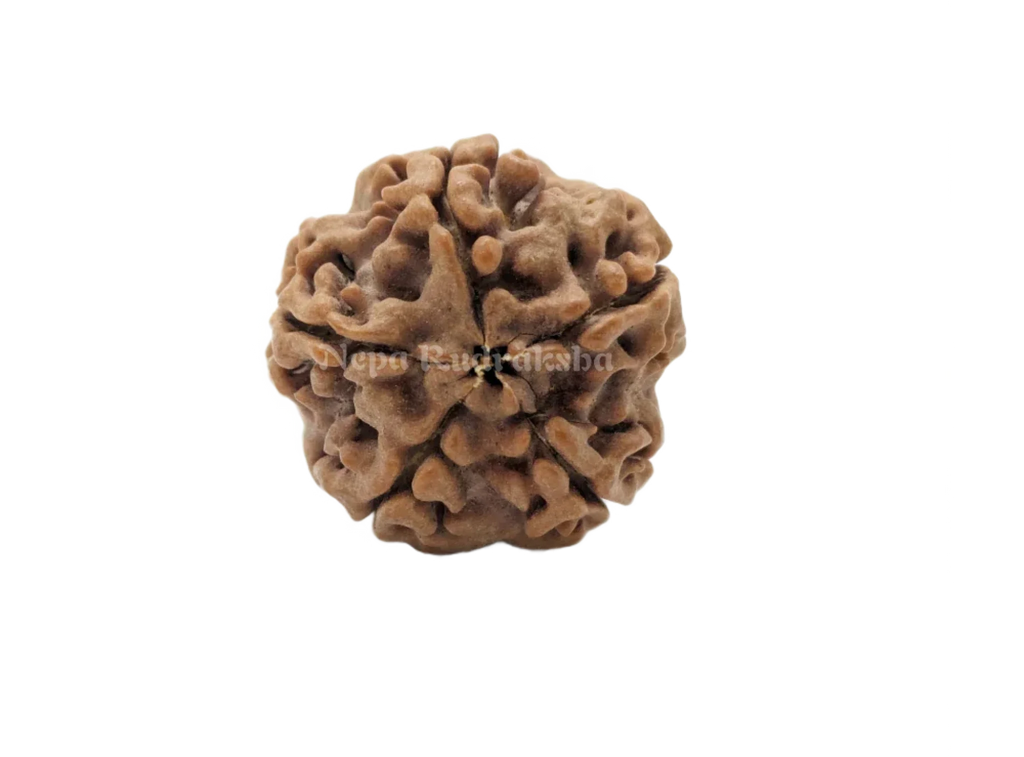 Five Mukhi Medium Sized Rudraksha Front Face