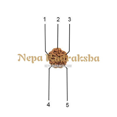 5 Mukhi (Medium) Rudraksha