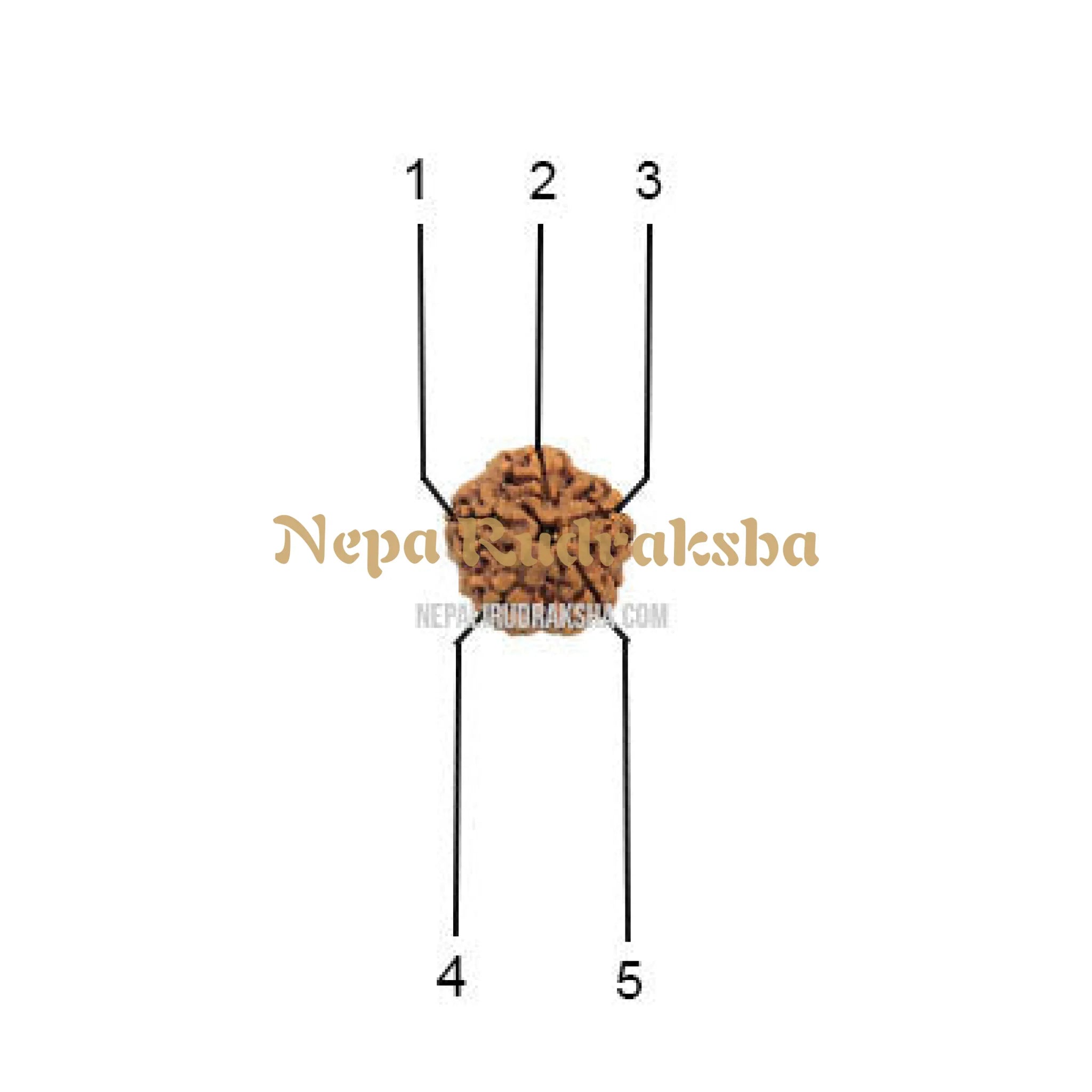 Five Mukhi Medium Sized Rudraksha Face pattern