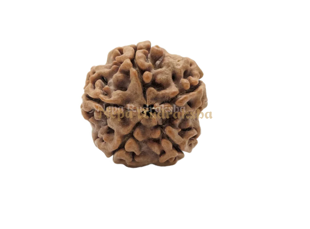 Five Mukhi Medium Sized Rudraksha Front Face