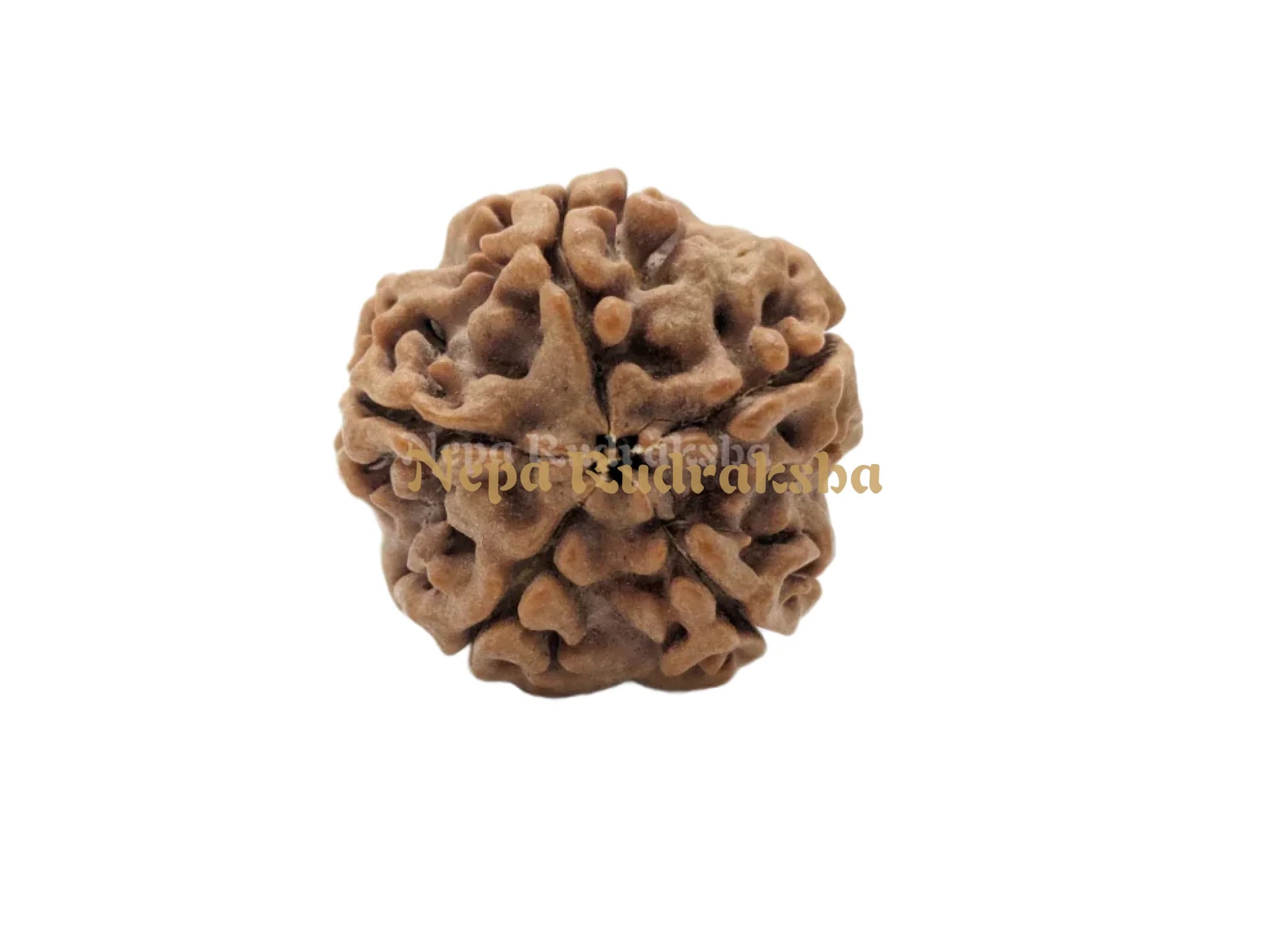 Five Mukhi Medium Sized Rudraksha Front Face