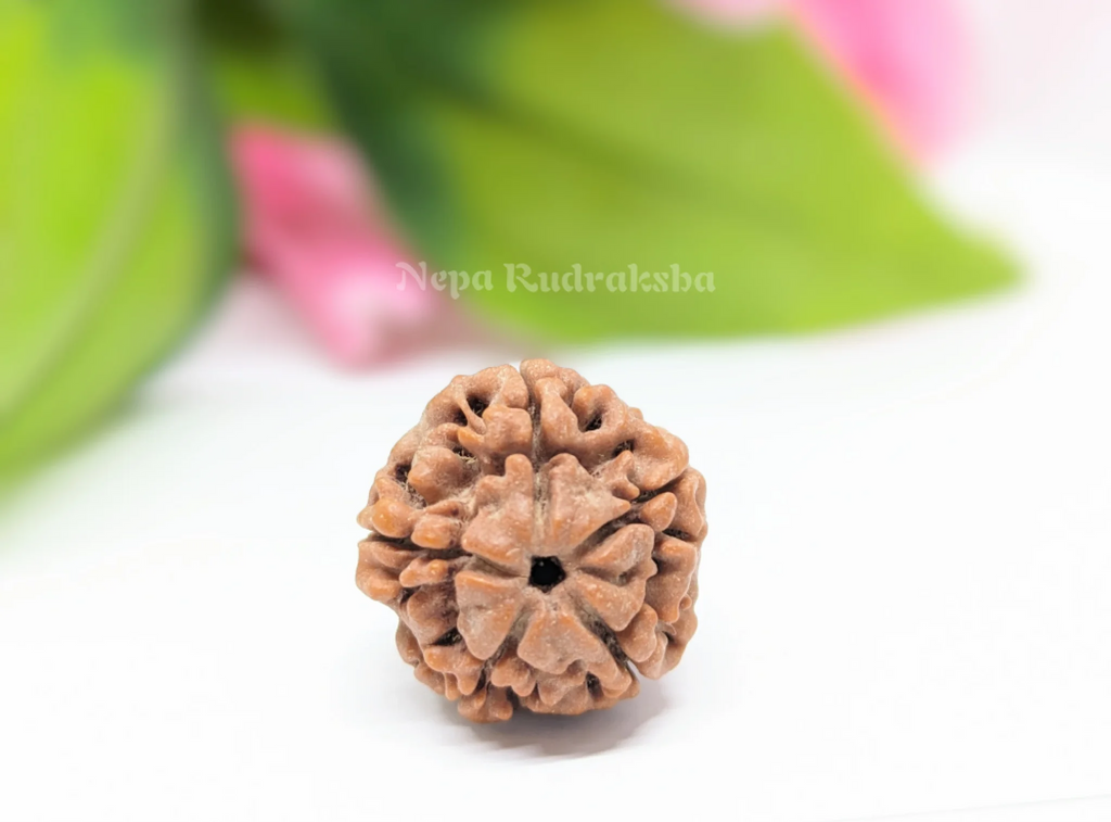 Nepali Five Mukhi Medium Sized Rudraksha