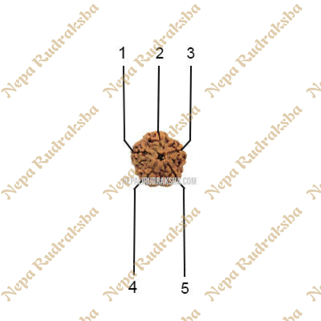 Five Mukhi Medium Sized Rudraksha Face pattern