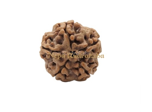 Five Mukhi Medium Sized Rudraksha Front Face