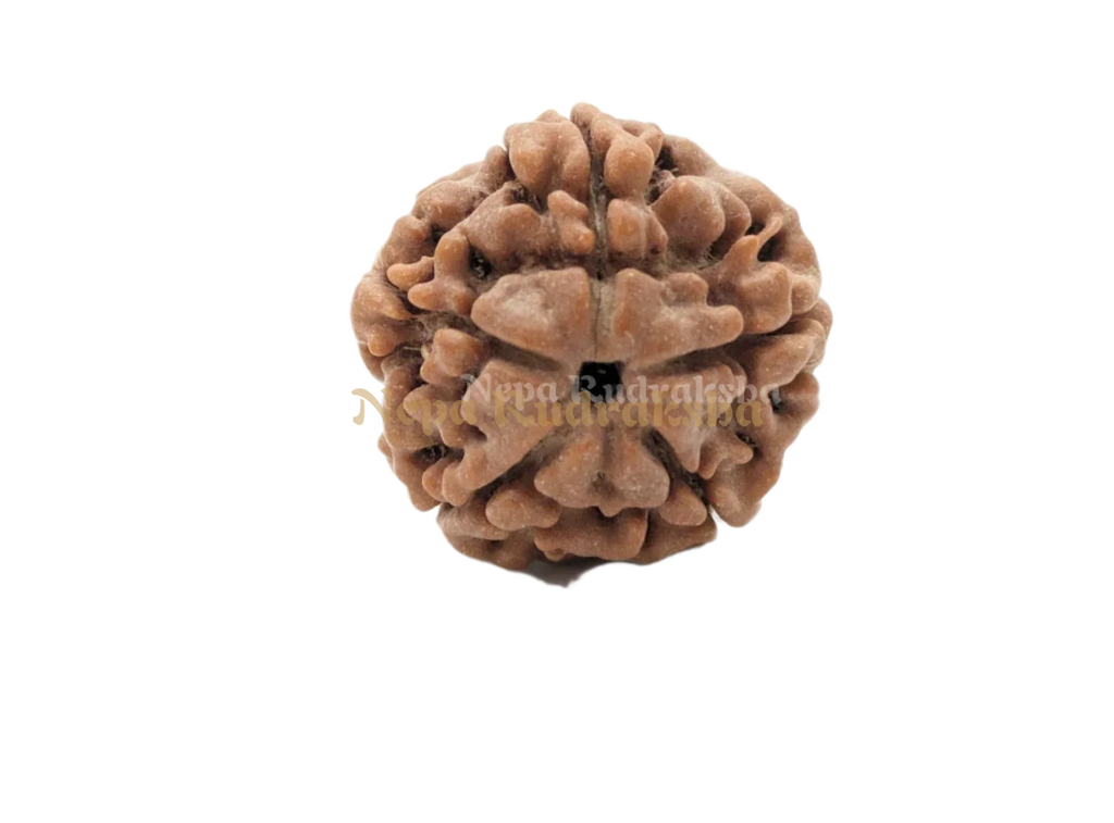 Five Mukhi Medium Sized Rudraksha