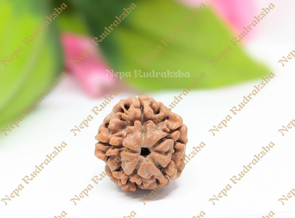 Nepali Five Mukhi Medium Sized Rudraksha