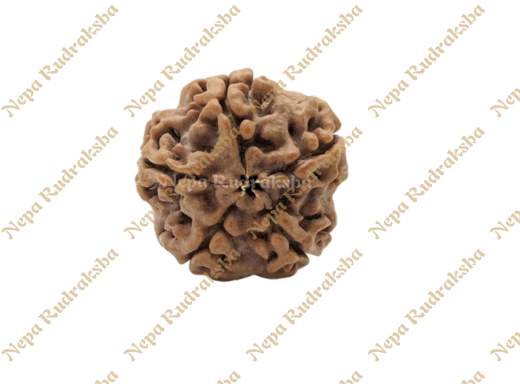 Five Mukhi Medium Sized Rudraksha Front Face