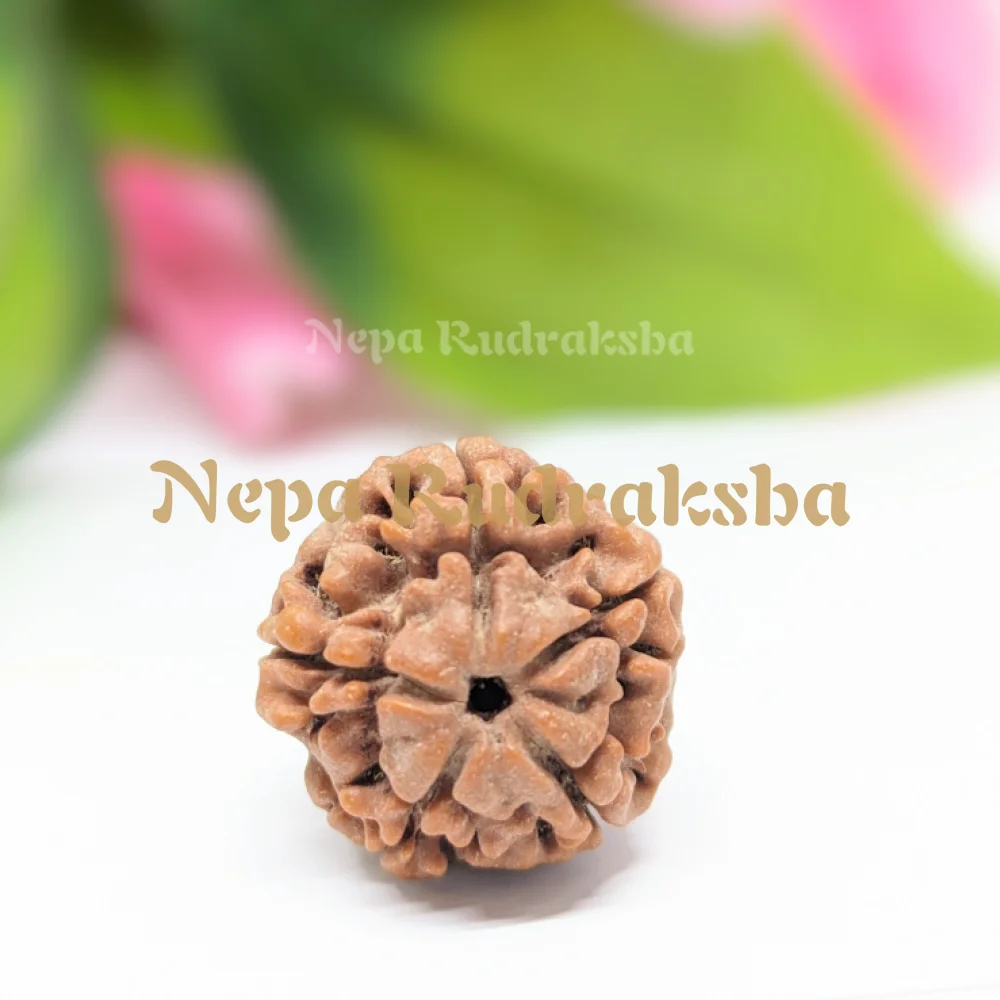 Nepali Five Mukhi Medium Sized Rudraksha