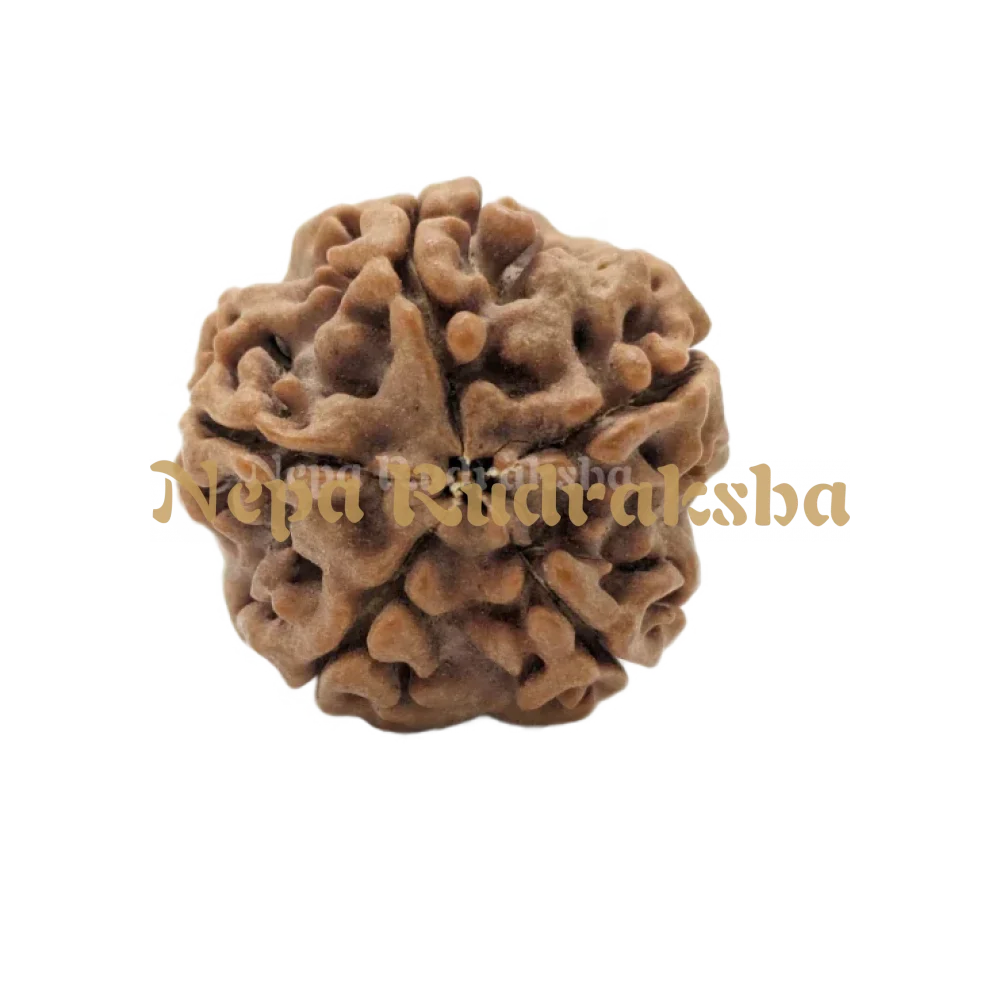 5 Mukhi (Medium) Rudraksha