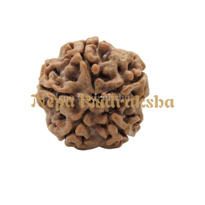 5 Mukhi (Medium) Rudraksha