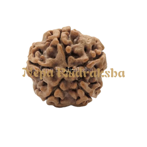 Five Mukhi Medium Sized Rudraksha Front Face